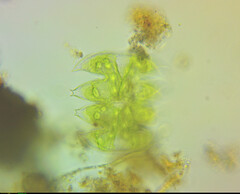 Micrasterias laticeps