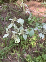 Pycnanthemum albescens