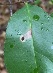Coptodisca splendoriferella