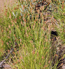 Carex athrostachya