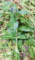 Gentiana cruciata cruciata