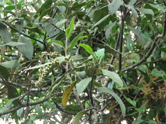 Varronia cylindrostachya