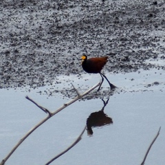 Jacana spinosa