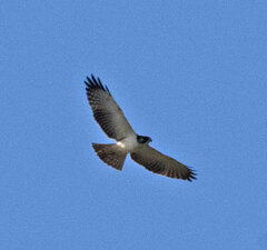 Buteo brachyurus