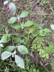 Pycnanthemum albescens