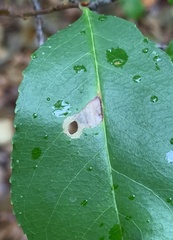 Coptodisca splendoriferella