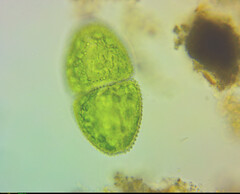 Cosmarium ovale