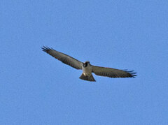 Buteo brachyurus