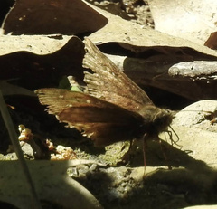 Erynnis juvenalis