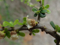 Diospyros