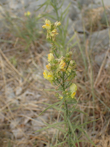 pyštek obyčajný (Linaria vulgaris)