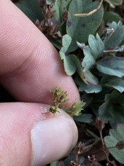 Sibbaldia procumbens