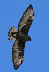 Buteo brachyurus