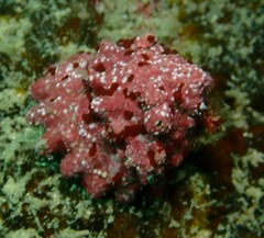 Lithothamnion