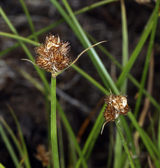 Carex athrostachya