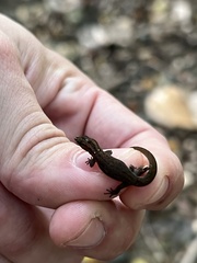 Sphaerodactylus difficilis