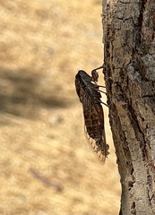 Cicada orni