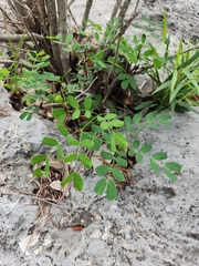 Leucaena retusa