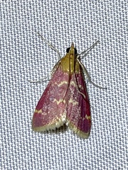 Pyrausta signatalis