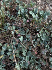 Sibbaldia procumbens