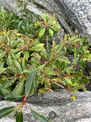 Kalmia latifolia