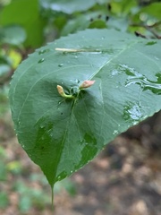 Eriophyes cerasicrumena