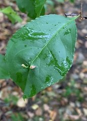 Eriophyes cerasicrumena