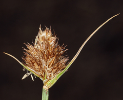 Carex athrostachya