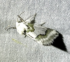 Schinia hulstia