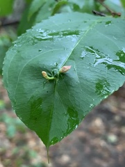 Eriophyes cerasicrumena