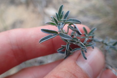 Indigofera candicans