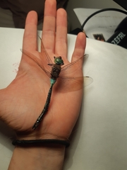 Anax parthenope