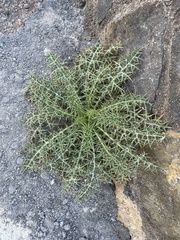Echinops spinosissimus