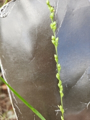 Setaria reverchonii