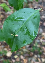 Eriophyes cerasicrumena