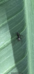 Camponotus pennsylvanicus