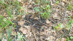 Capreolus capreolus
