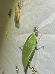 Microcentrum rhombifolium