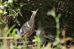 Botaurus lentiginosus