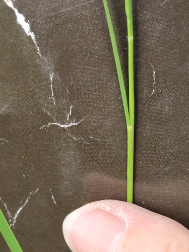 Image of Reverchon's Bristlegrass (Setaria reverchonii) by (c) Jo Roberts, some rights reserved (CC BY)