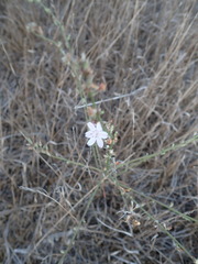 Stephanomeria virgata