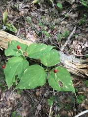 Trillium undulatum