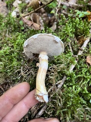 Suillus viscidus