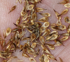 Carex athrostachya