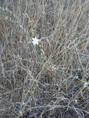 Stephanomeria virgata