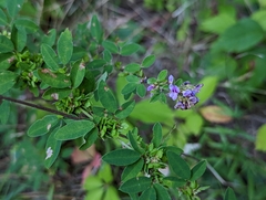 Lespedeza violacea
