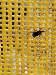 Sitophilus