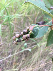 Thecabius populimonilis