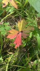 Geranium viscosissimum