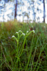 Mitreola
